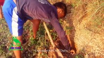 Wow! Amazing Incredible Children Find And Catch Snake In Hole -How to Catch Water Snake in Cambodia