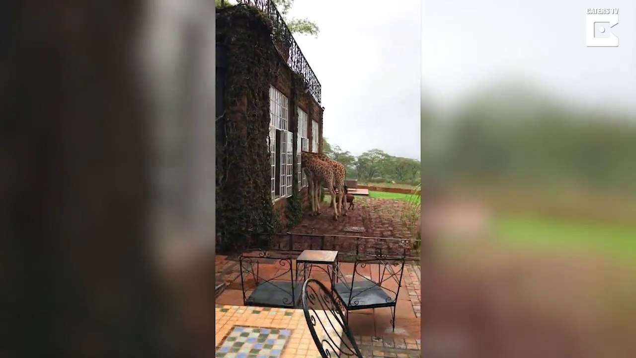 Vol d'un petit déjeuner par les Girafes par la fenêtre de l'hotel au Kenya !