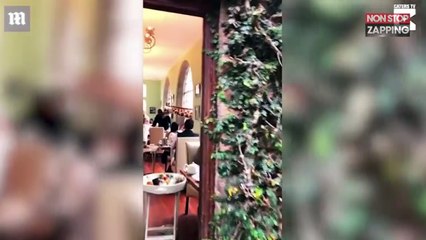 Kenya : des girafes volent le déjeuner de touristes dans un hôtel (vidéo)