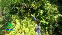 Traditional Bird Trapping in Cambodia - The Best Bird Trap Made by Bamboo - How To Make Bird Trap#1