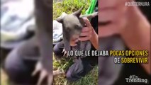 Increíble gesto: hombre rescata a un marsupial tras la muerte de su madre