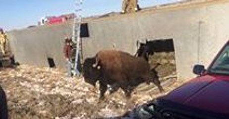 Bison Rescued From Toppled Trailer in Pierre