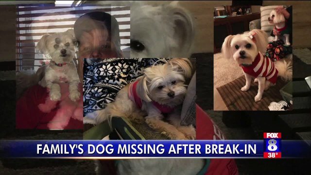 Family Heartbroken After Dog Stolen During Home Break-In
