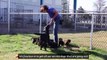 Fearless cat trains dogs to see felines as friends