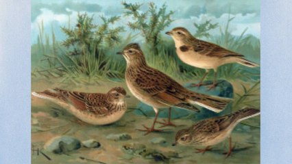 Vaughan Williams: The Lark Ascending (Manu Berkeljon, vn / Metropolitan Chamber Orchestra)