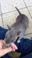 Ce rat adorable tire le bras de sa maitresse... regardez pourquoi! Magnifique