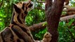 Voici le Clouded Leopard, un félin magnifique qui va vous faire aimer les chats