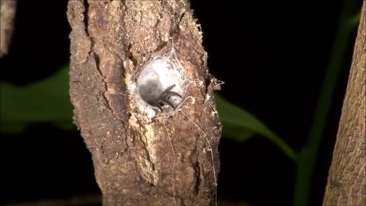 Cette araignée fouisseuse a fait son nid dans un arbre... Trapdoor spider