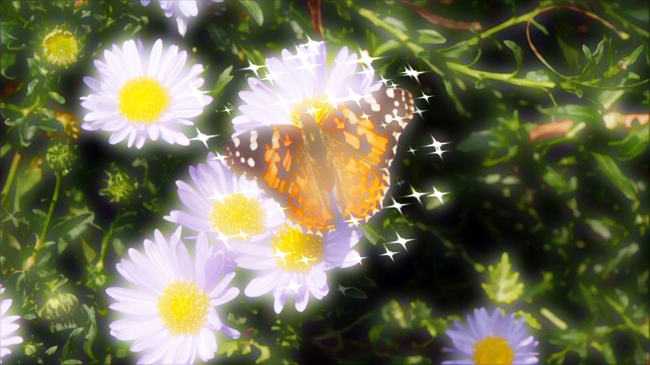 Tchaikovsky: Symphony No. 4 - III. Scherzo (Royal Philharmonic Orchestra, Beehcam)