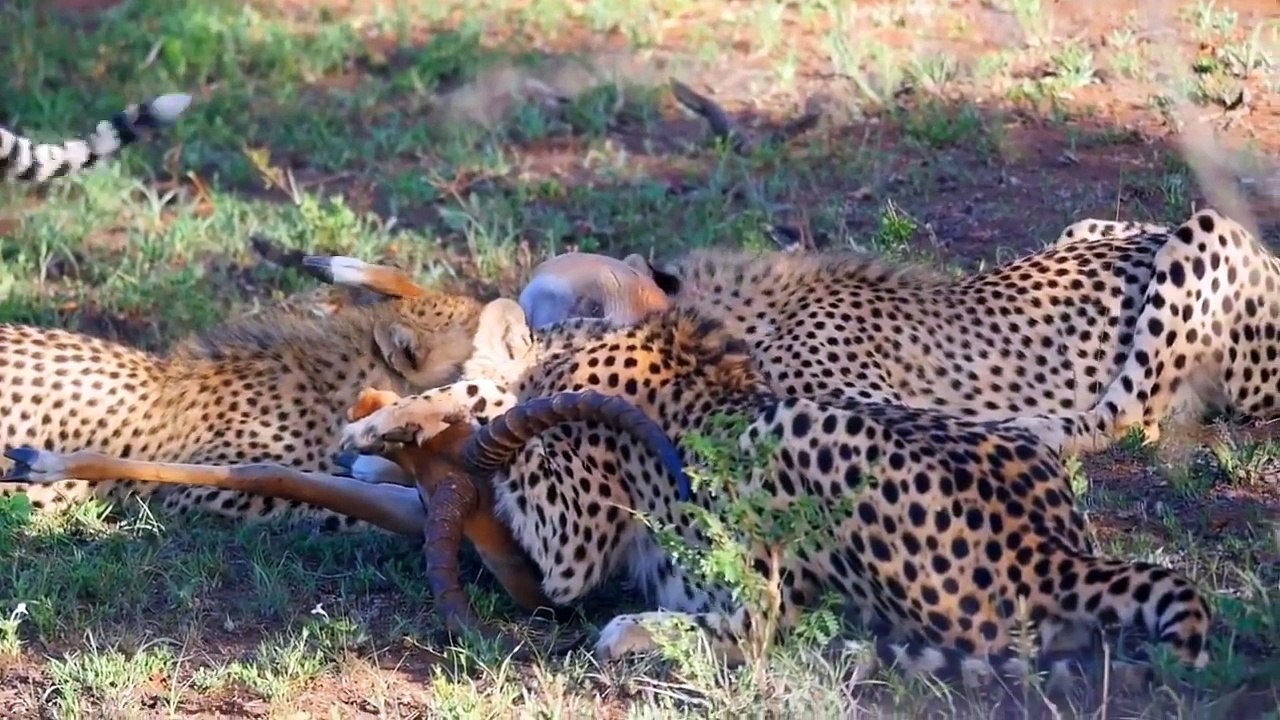When a leopard comes across some cheetah brothers.