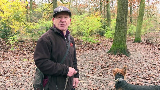 The new Berliners: wild boars thrive in German capital