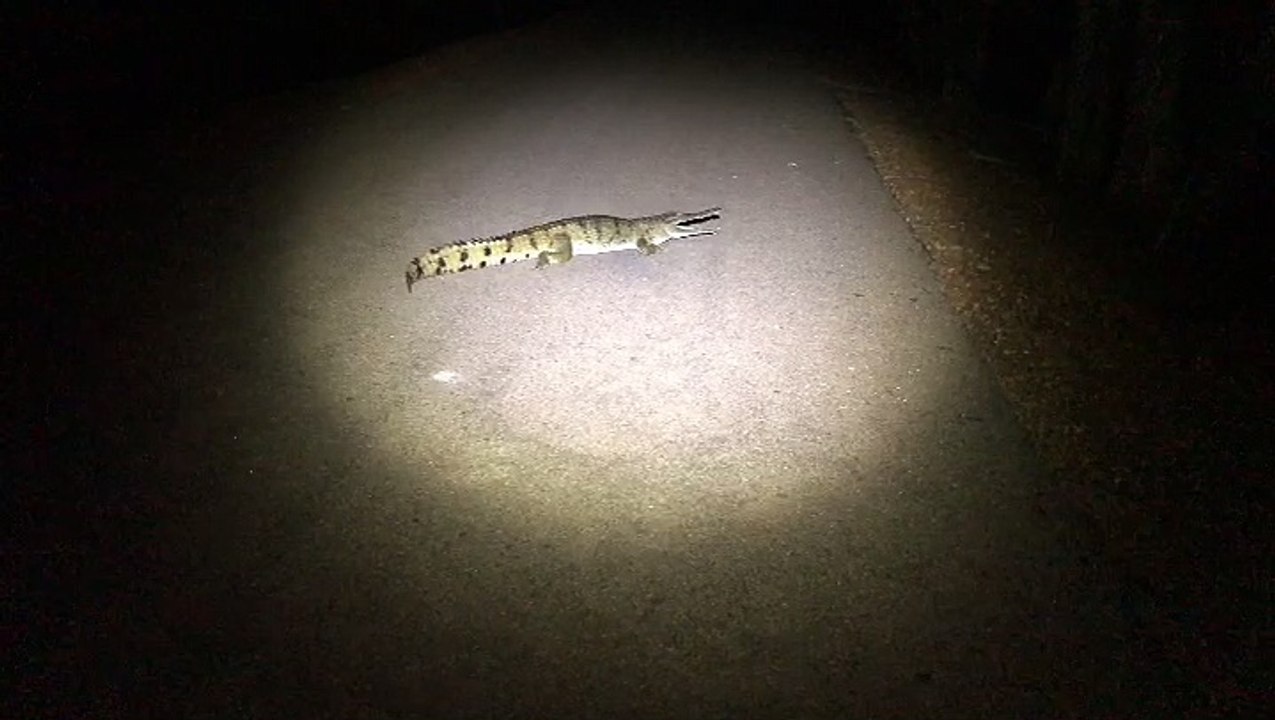 Freshwater Crocodile Road Block