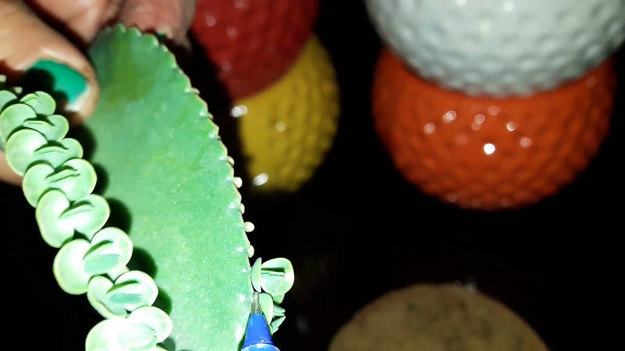 Patharchatta Plant Care and Propagation _ How to Grow and Care Patharchatta _ पत्थरचट्टा-BNhP1hBeDOg