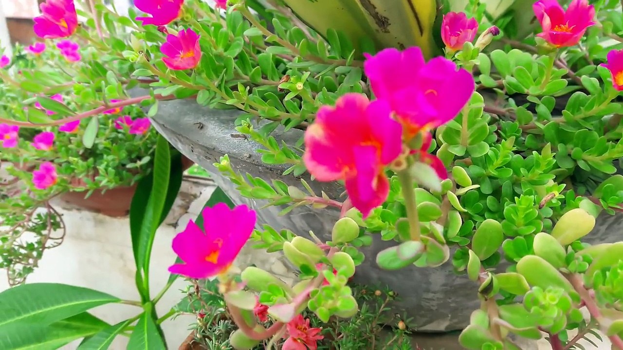 Purslane Portulaca _ 13 Aug, 2017-Ul9JsocEWpY