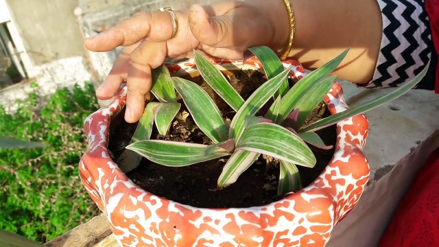 Rhoeo Plant Care _ Fun Gardening _ 24 May, 2017-VNMx0QFZ5tU