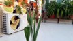 Special Way for Growing Bulbs of Plants _ How to Grow Bulbs  _ Fun Gardening _ 29 Nov, 2017-ak6eighk-aU