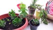 Succulant Care Tips _ How to Grow and Care Succulant Plants _ Fun Gardening _ 12 Oct, 2017-TE5GGMMu6mU