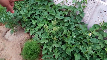 Sweet Potato Vine _ Fun Gardening-2q5d16L_mbE