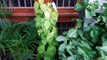 Top Air Purifying Plants _ हवा को शुद्ध करने वाले पौधे _ Fun Gardening _ 29 Sep, 2017-CDW9_jMGh9A