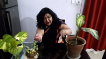 When to Repot a Plant  _ पौधे को रीपॉट कब करें  _ Fun Gardening _ 22 June, 2017-BzvvvgrPMek