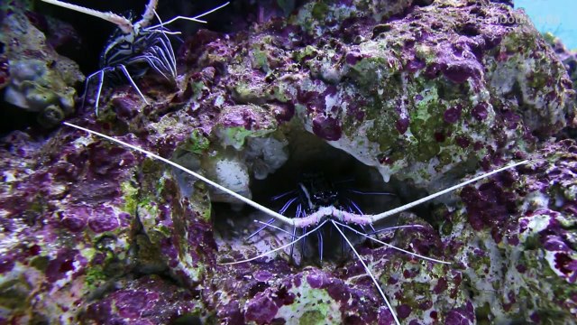 [HD] Fringing Reef @ S.E.A. Aquarium [5_17]-i8BcT1RrlXc