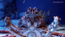 [HD] Giant Spider Crab @ S.E.A. Aquarium [9_17]-s_qM-vFRbKc