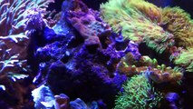 Death and Destruction Bringing New Growth_ 40 gallon Mixed Reef_ No Sump, No Skimmer-88czmtpmW9w