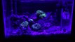 10 gallon Nano Reef Aquarium Under Blue Lights. No Gel Filter.  Future Plans-_ZnXCfUhlvE
