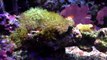 10 gallon Nano Reef Tank - 2  Years_Nualgi Experiment.-n_tFczRUASY