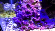 10 gallon Nano Saltwater Reef - 6 months-aUsGLegUhEk