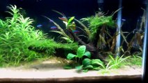 10 Gallon Planted Aquarium - My First Dirt Planted Tank Week 14-mOD6pFxSHsA