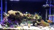 10 gallon Saltwater Nano Reef Aquarium. 14 months. No Skimmer-hKT3CdR5iew