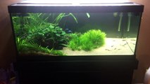 40 Gallon Planted Tank Update PLUS an  Exciting Announcement!-rhfnLC8Io98