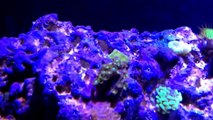 40 gallon Saltwater Aquarium - Reef update after 72 hour Blackout. Poly Filter Pads and Phosban GFO.-_RqCLSnXR7I