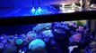 40 gallon Saltwater Mixed Reef - Using Macro Algae to absorb excess Nitrates and Phosphates.-MLBHsx8w0jk