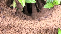 he colony of the ants- nature movie - slow motion high quality stock video footage of working ants