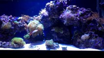 40 gallon Saltwater Reef - Soft Corals, LPS & SPS Corals. No Sump, No Protein Skimmer-uZpEiMDdqZU