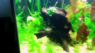 75 Gallon Planted Aquarium Week 10-TKCyF_37bDk