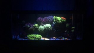 Beautiful Reef Aquarium under Blue Lights.-uFVsaTs1p4s