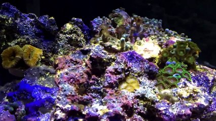 Chemi-Pure Blue review and Reef update-7GvMtjqqL8E