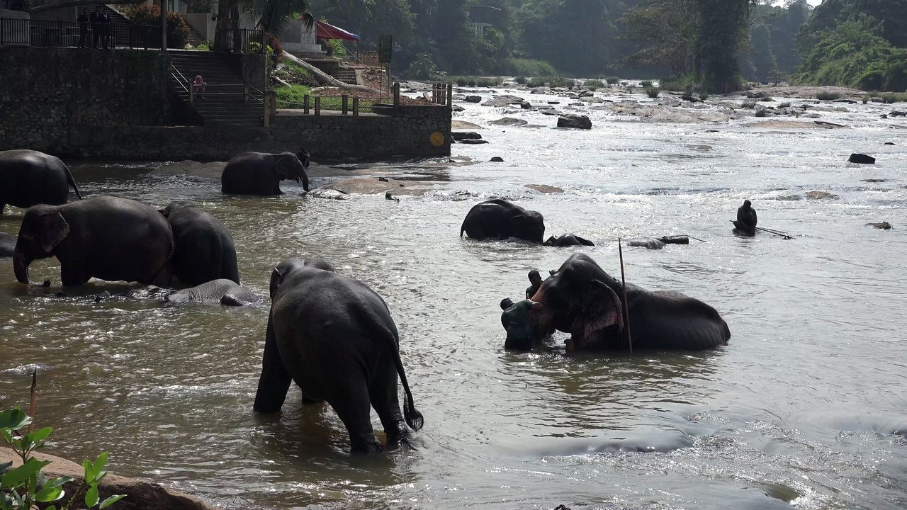 Elephants bath and have fun at elephants home-amazing active young elephant