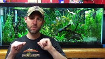 Fish Keepers Screw Ups - Episode 3, Water Changes.-lqmXc9Xp5ic