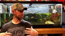 Fish Keepers Screw Ups - Episode 8, Over Dosing your Aquarium-0wp9rx48-yQ