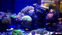 How To - Coral Placement - Tips to get your Corals in the right spot. 'Get your Polyps Poppin'-KesNTopHqrA