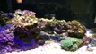 How to care for nano reef tanks.  Taking care of small saltwater tanks-zWBzr9A6EKs
