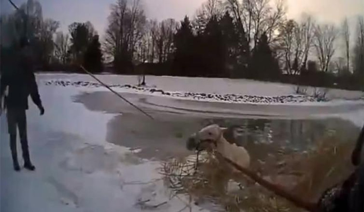 Atı, donmuş göletten böyle kurtardılar