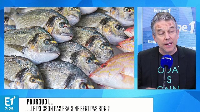 Pourquoi le poisson pas frais ne sent pas bon ?