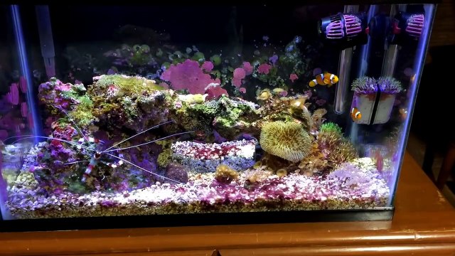 How To Install a Fluval Mini Protein Skimmer - 10 Gallon Reef Tank.-QpPIlmc99pk