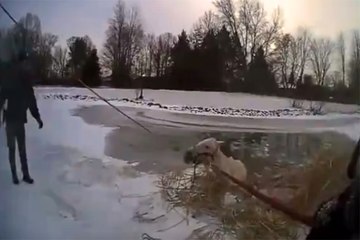 Atı Donmuş Göletten Böyle Kurtardılar