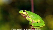 Frogs repellent sound - one hour